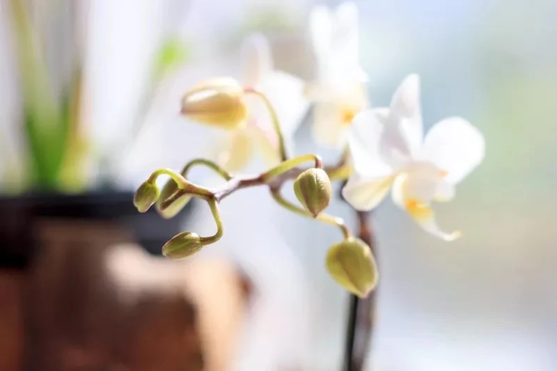 warum werden bei meinen orchideen immer wieder die knospen gelb und was müssen sie machen