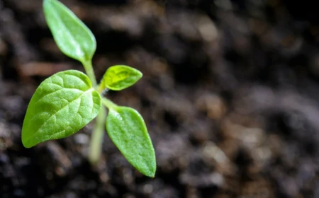 was kann man im winter pflanzen winterhartes gemüse