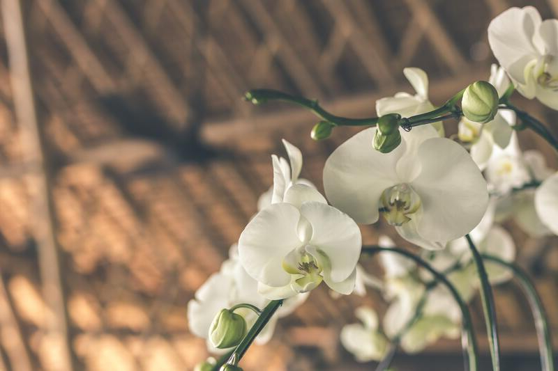 was müssen sie wissen über die pflege von orchideen die deko zu hause sind.jpg