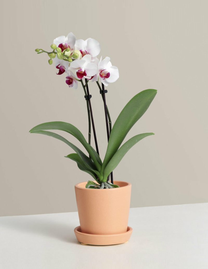 weisse orchidee wie pflegt man orchideen infos