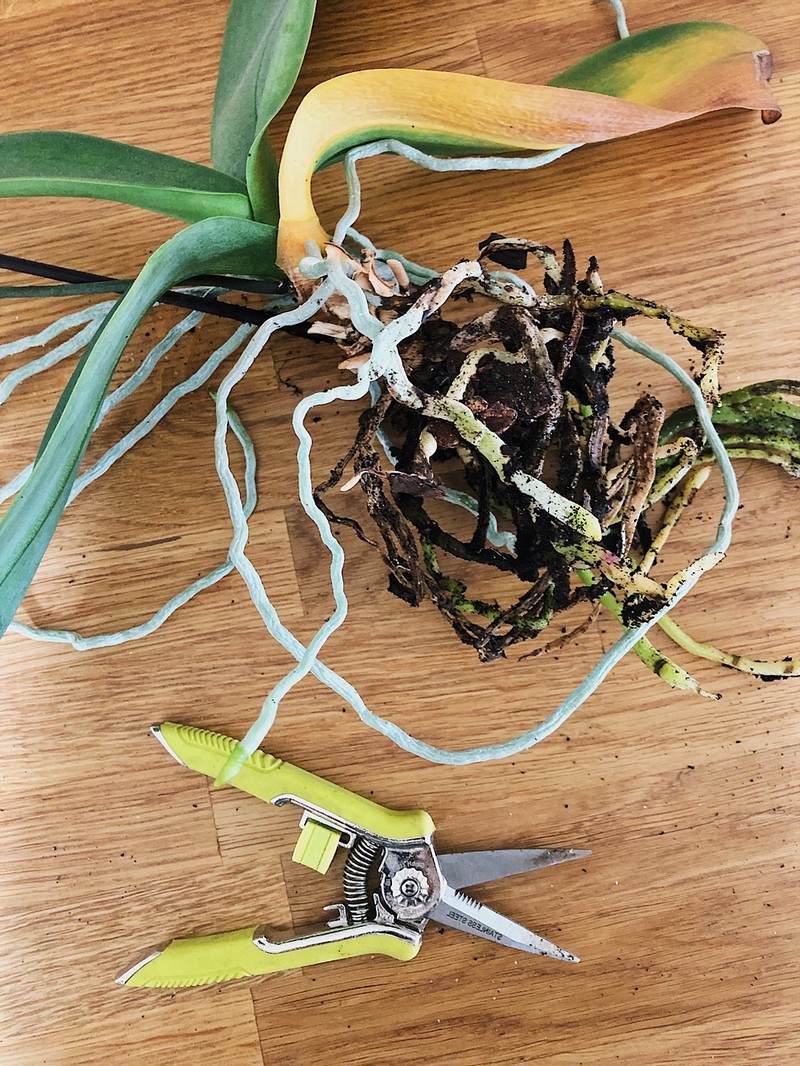 wie bekommen orchideen wurzeln orchideen pflege luftwurzeln abschneiden orchidee aus den topf nehmen gartenschere