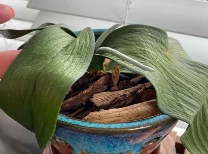 wie bekommt orchidee neue blaetter wann ist die orchidee tot orchidee blaetter trocknen ab