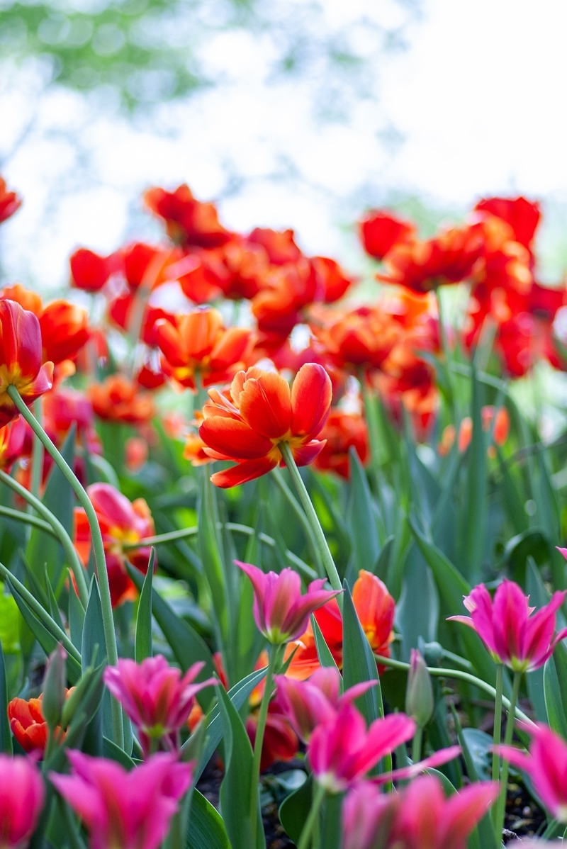 wie halten tulpen laenger blumen feld blumengarten pflegetipps
