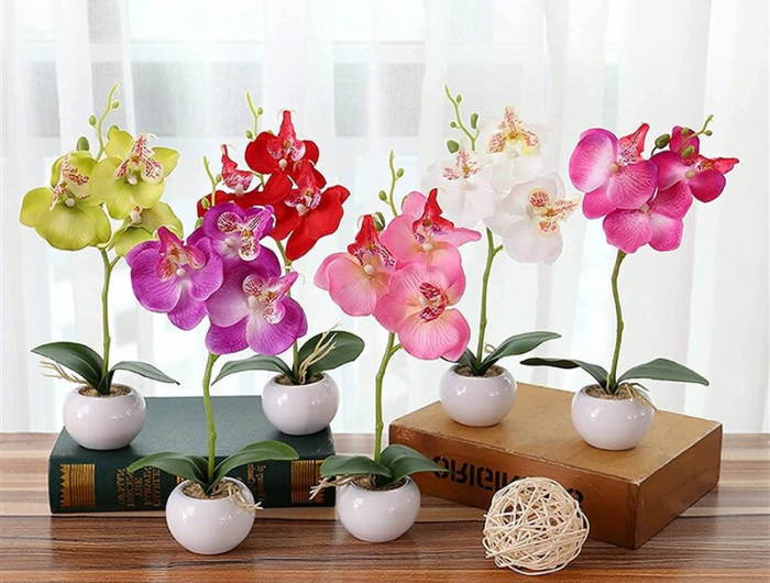 wie können sie orchideen wieder zum blühen bringen mit kaffee