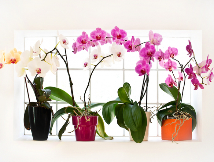 wie können sie selber dünger aus hausmittel machen für orchideen