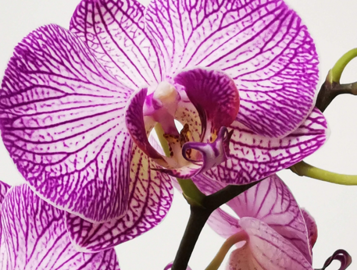 wie kuemmere ich mich um meine orchodee richtig pflege orchideen