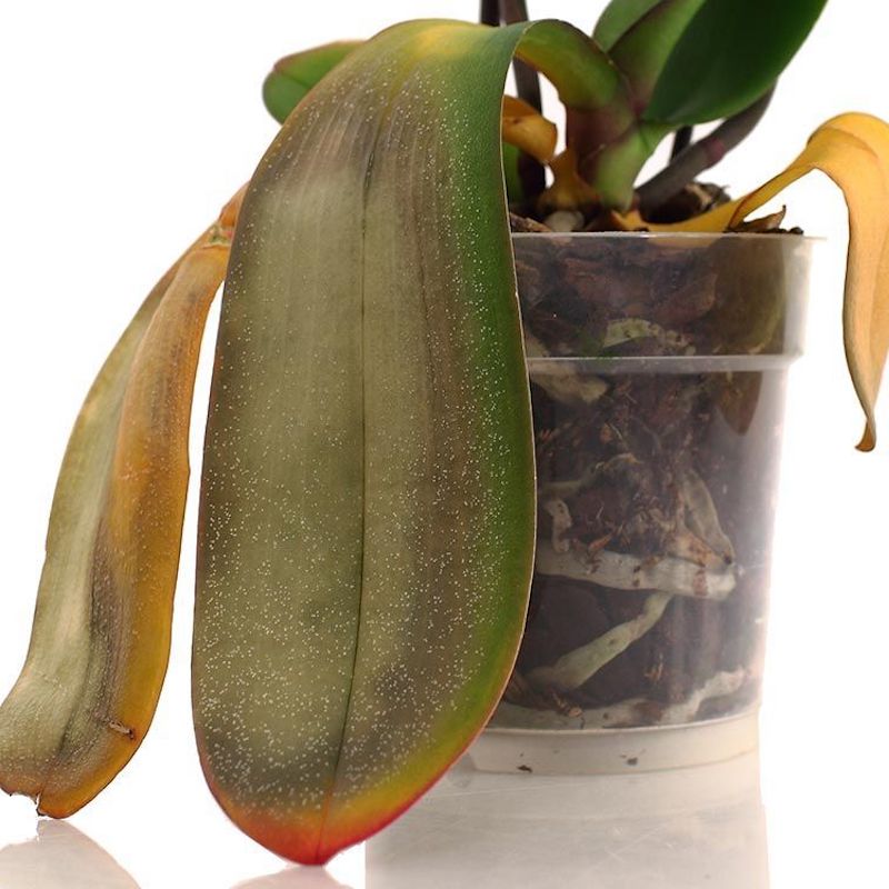wie lange bluehen orchideen orchidee retten phalaenopsis ohne blaetter