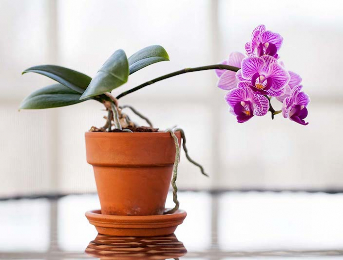 wie lange bluehen orchideen orchideen blaetter schrumpelig rosa orchidee in braunem topf
