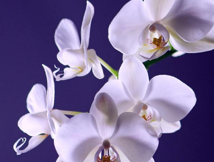wie müssen sie ihre orchideen richtig pflegen damit sie viel blühen können.jpg