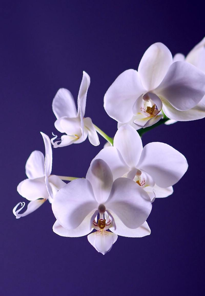 wie müssen sie ihre orchideen richtig pflegen damit sie viel blühen können.jpg