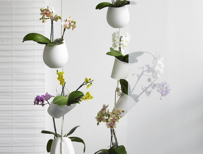 wie pflege ich orchideen nach der blüte tipps schritt für schritt wie können sie das machen