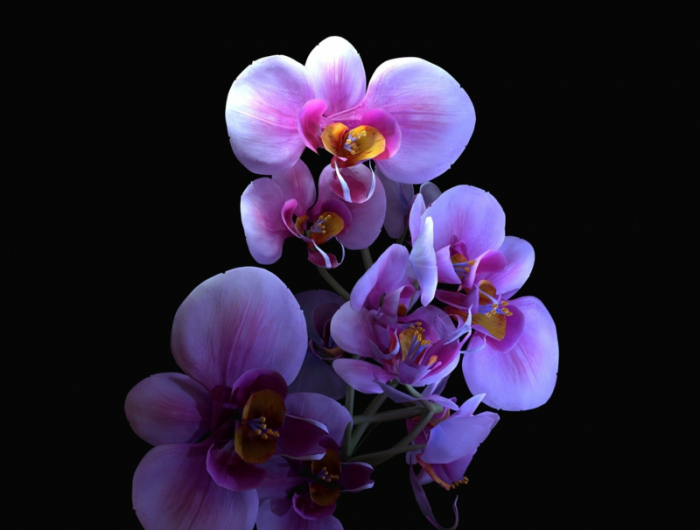wie pflegt man orchideen richtig infos zum abschneiden