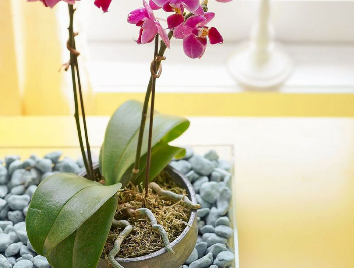 wie pflegt man richtig für orchideen wie geht es leicht und schnell mit hilfe von hausmitteln.jpg