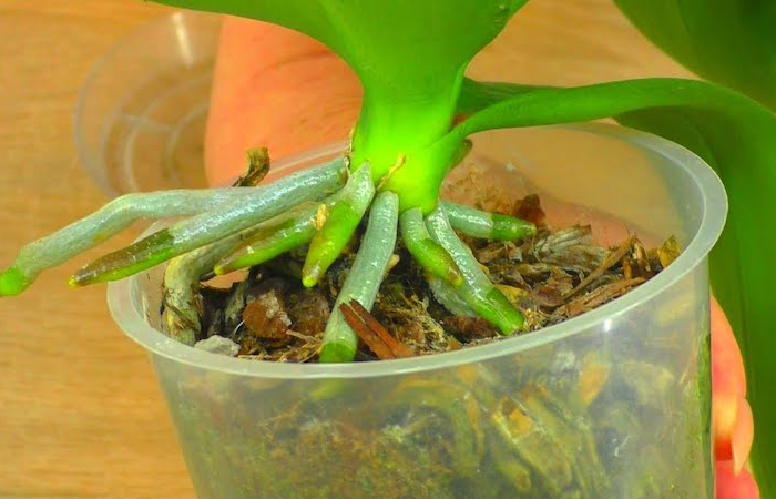 wieso verliert die orchidee gruene blaetter wie sagen wir ihnen