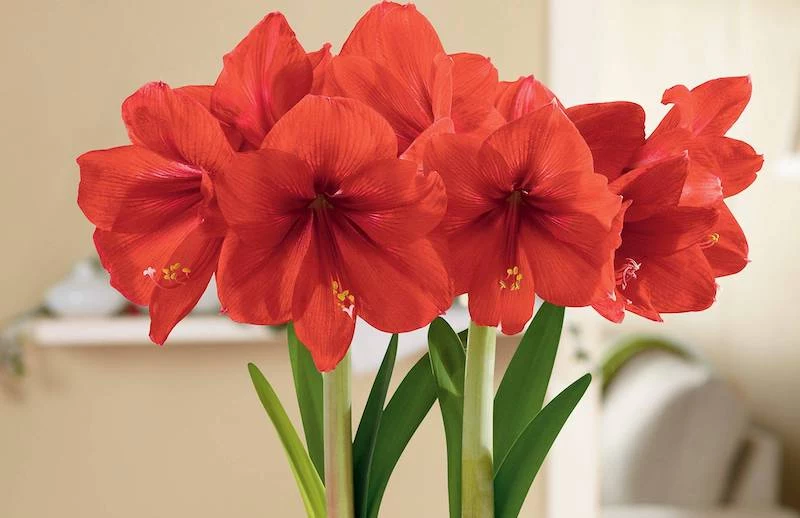 winterblumen fuer drinnen amaryllis verbuehnt pflege nach der bluete