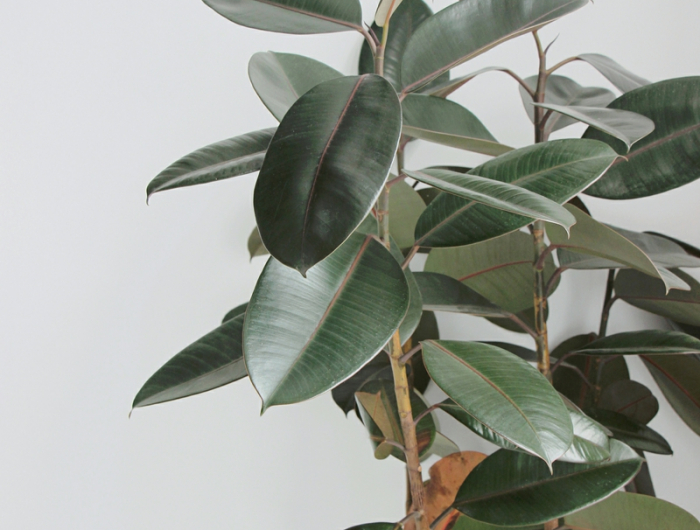 wohnung zimmerpflanzen gummibaum pflege richtig hiflreiche tipps