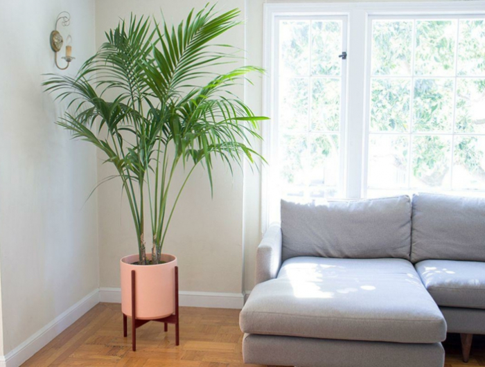 wohnzimmer einrichten pflanzen kentia palme braune blätter