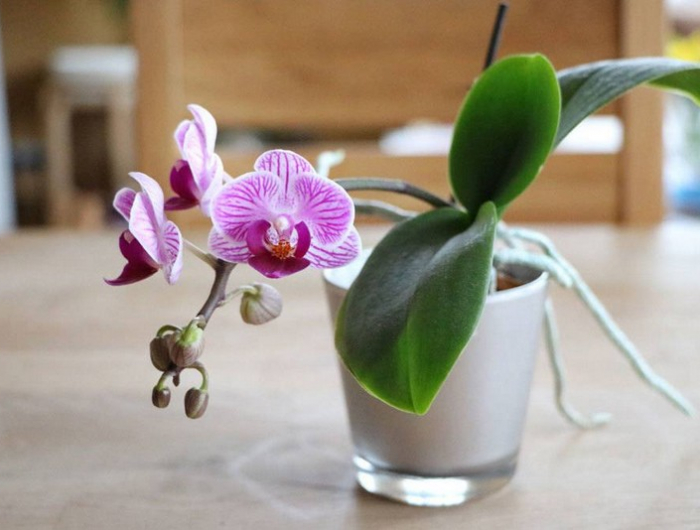 wurzeln bei orchideen schneiden orchideen luftwurzeln abschneiden lila orchidee in kleinem topf