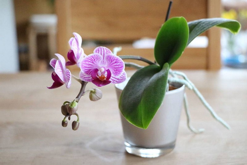 wurzeln bei orchideen schneiden orchideen luftwurzeln abschneiden lila orchidee in kleinem topf