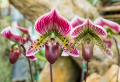 Alles, was Sie über Frauenschuh Orchidee Pflege wissen müssen
