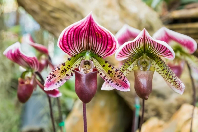 0 garten bumen pflege tipps frauenschuh bluetezeit