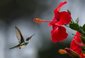 Hibiskus pflanzen und pflegen - Wichtige Infos, die Sie wissen müssen