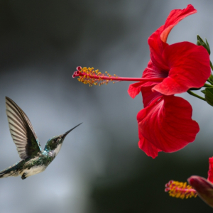 0 kleiner kolibri vogel rote blume hibiskus pflanzen infos tipps