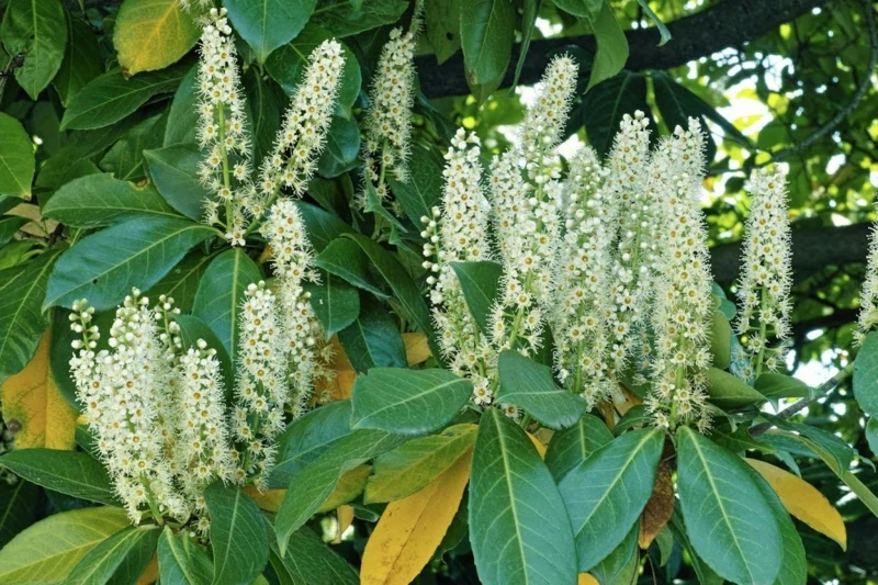 0 pflanzen pflege gelbe blaetter kirschlorbeer gruende infos