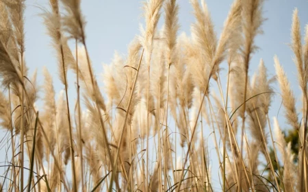 0 pflanzen pflege informationen pampasgras wann schneiden