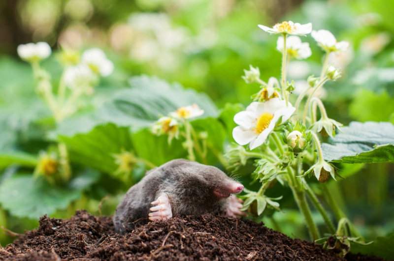 Was hilft gegen Maulwürfe wirklich?