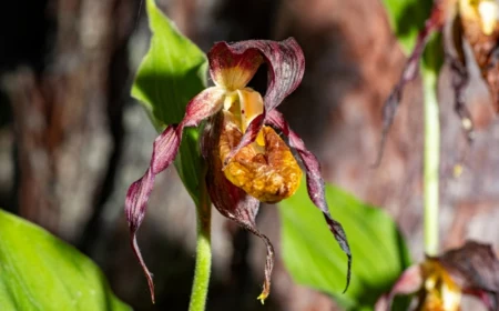 0 was macht man wenn orchideen verblueht sind wichtige infos und tipps