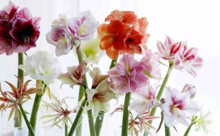 0 wunderschoene blumen verschiedene farben amaryllis pflege tipps