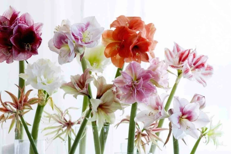 0 wunderschoene blumen verschiedene farben amaryllis pflege tipps