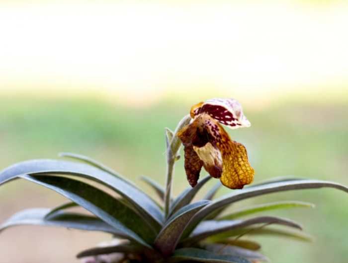 withered lady slipper orchid