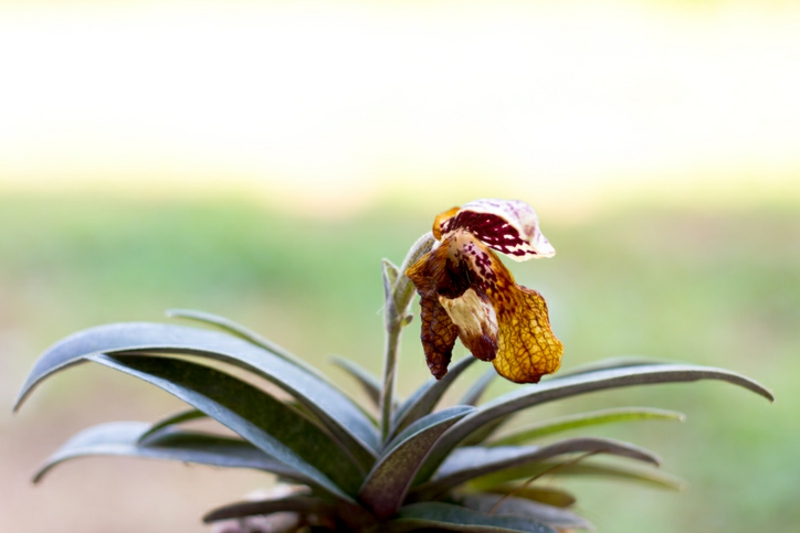 1-orchideen-pflege-wenn-verblueht-tipps-und-tricks