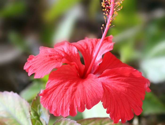 1 rote blume hibiskus pflanzen hilfreiche informationen und tipps