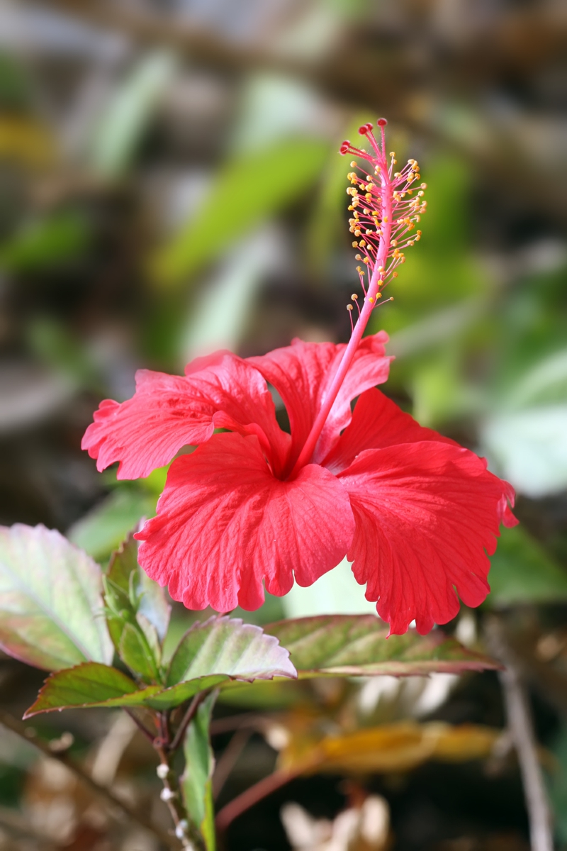 1 rote blume hibiskus pflanzen hilfreiche informationen und tipps