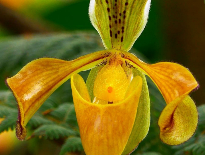 10 gelbe frauenschuh orchidee pflege und tipps