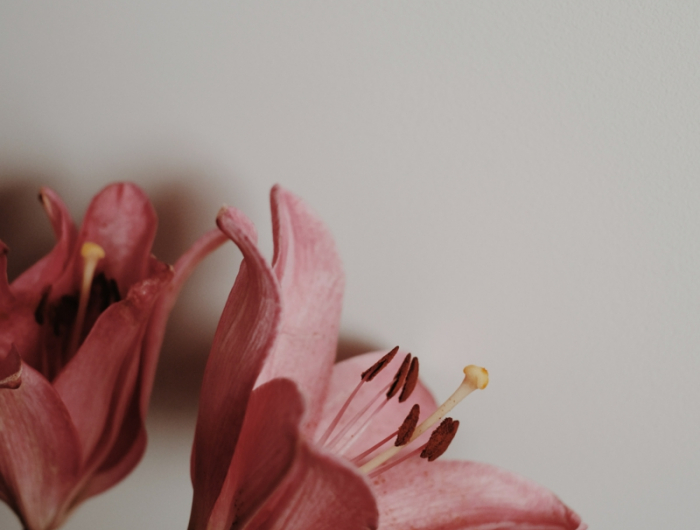 10 hilfreiche informationen amaryllis pflege kurzanleitung