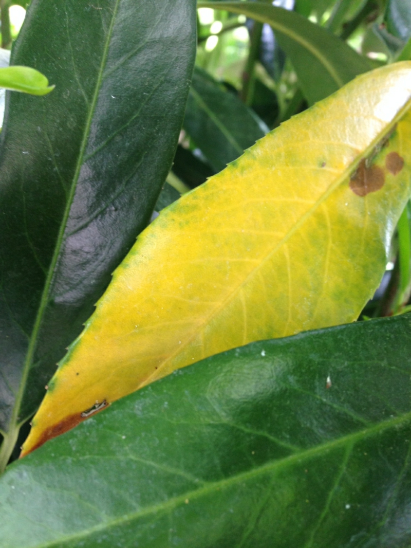 10 pflanze gelbes blatt kirschlorbeer krankheiten gelbe blaetter