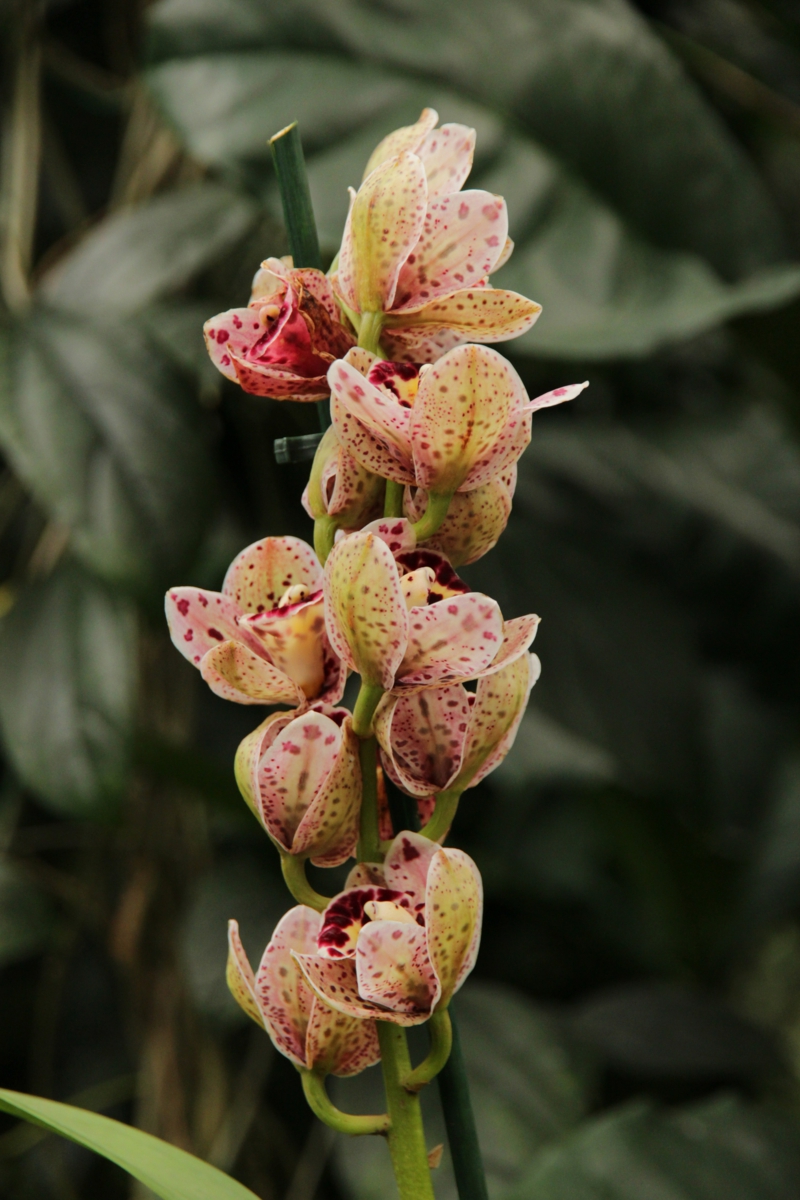 10 was kann man gegen klebrigen blaetter bei orchideen tun resized