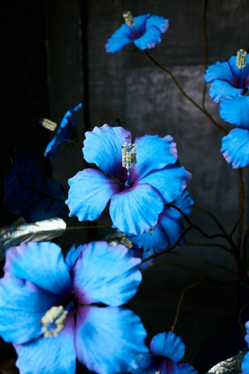 2 schoene blaue hibiskus blume pflanzen infos pflege tipps