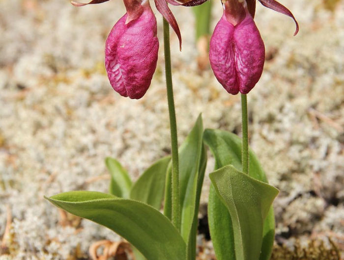 3 frauenschuh winterhart pflegeanleitung frauenschuh orchidee