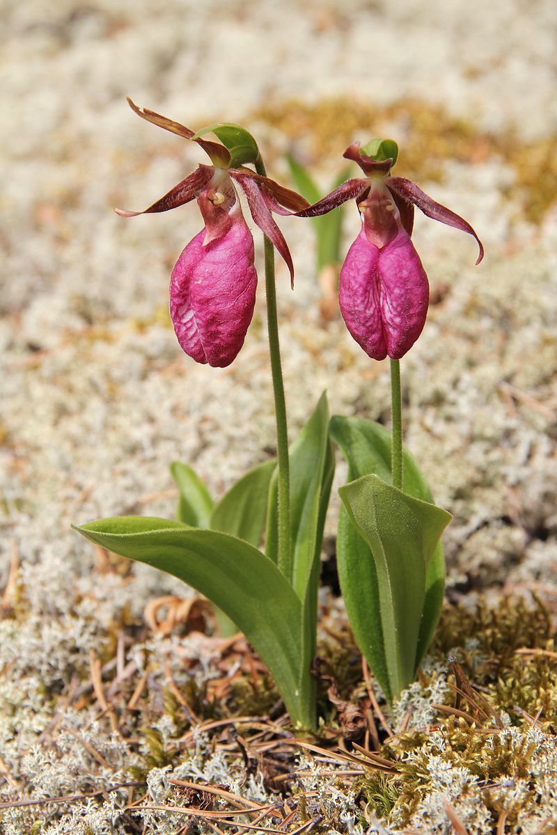 3 frauenschuh winterhart pflegeanleitung frauenschuh orchidee