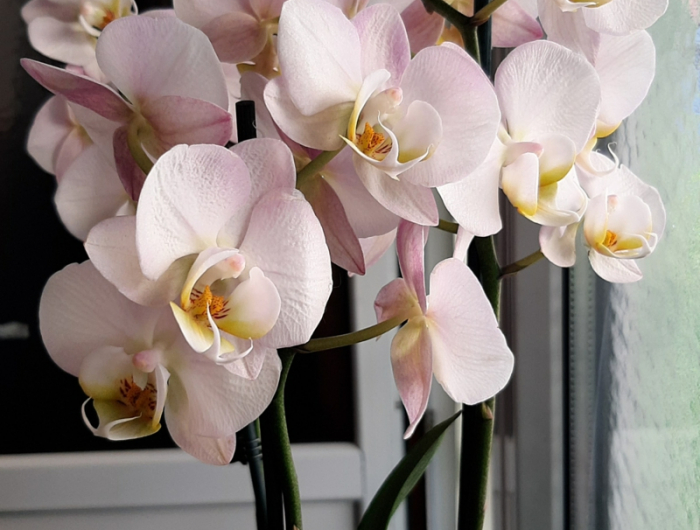 3 pinke orchideenpflanze orchideen krankheiten klebrige blaetter beseitigen resized