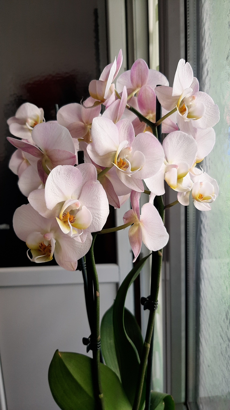 3 pinke orchideenpflanze orchideen krankheiten klebrige blaetter beseitigen resized