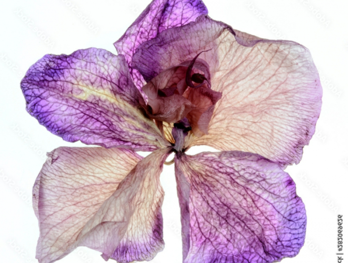 3 verbluehte orchideen schneiden was soll man damit machen infos und tipps