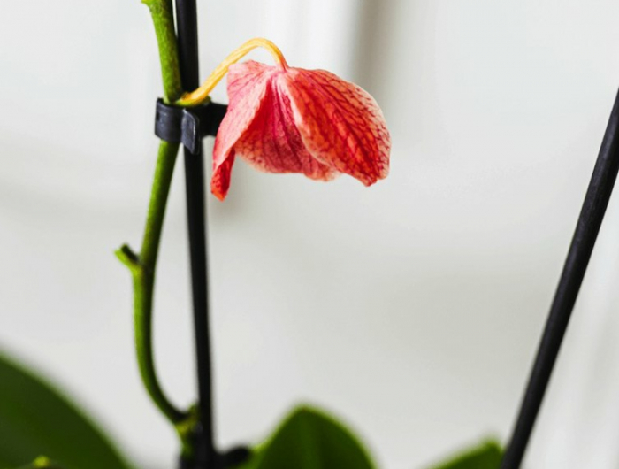 4 pflege orchideen wenn sie verblueht sind infos und tipps
