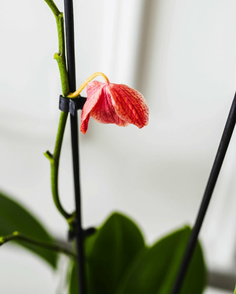 4 pflege orchideen wenn sie verblueht sind infos und tipps