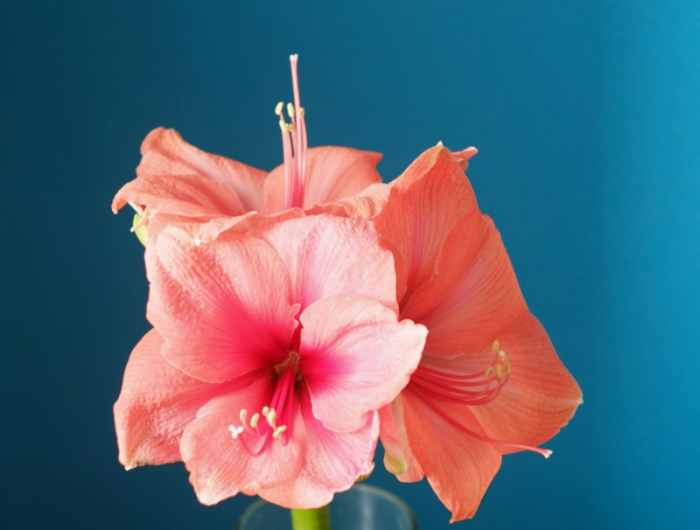 4 rosa blume amaryllis pflege uebers jahr informationen